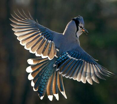 flying blue jay