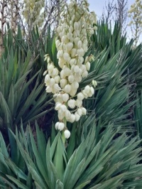 Yukka in bloom