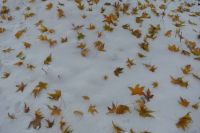 blaadjes in de sneeuw