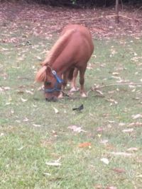 Gus - Miniature Horse