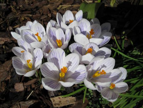 Same crocuses one day later! (1.March 2015)