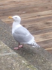 Seagull Visit 🇨🇦
