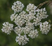 Cow Parsley  and one or more insects