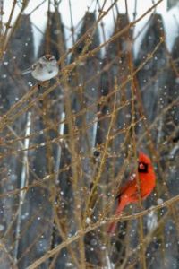 cardinal and wren in snow