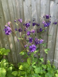 My purple flowers which I call Grandmas bonnets