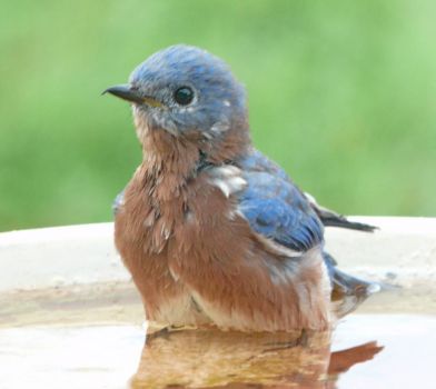 male bluebird taking bath