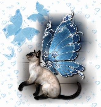 fairy kitty