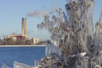 Ice covers plants in Marquette, Mich., in 2006.