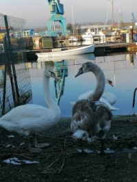 Swans at Ipswich Waterfront