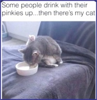Feline Etiquette