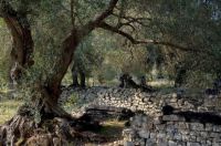 Olive grove