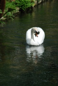 Swan (on a) Lake