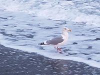Sea Gull Enjoying Winter Waves