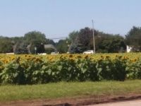 Sunflowers in Field