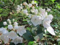Laurel in the MA woods