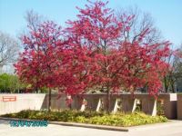 Cherry Blossoms
