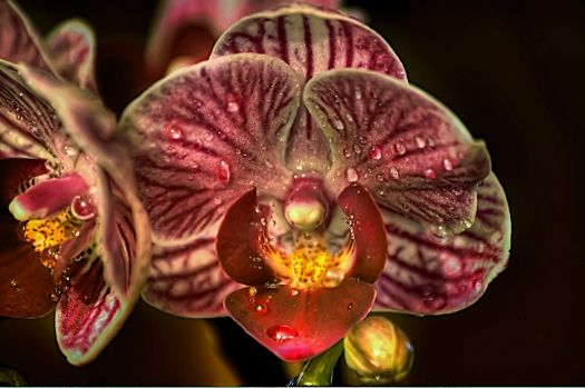 orchid_by_19andrea87
