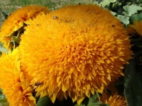 Teddy bear sunflower