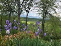 Blue ridge spring5