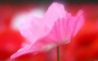 pink poppy