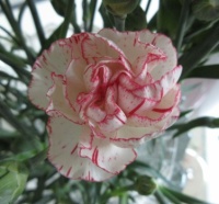 My Carnation --  close up