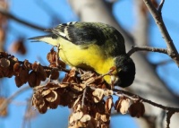 Looking for the tastiest seed!