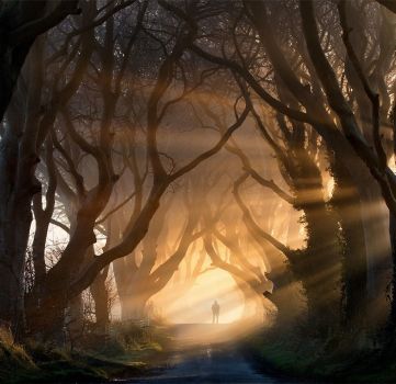Dark hedges in Ireland