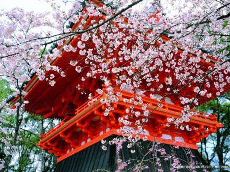 cherry blossoms in kyoto