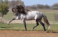 zar-sp-trot