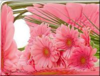 Flores_Ziinias_1