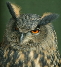 Owl