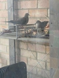 On the nest