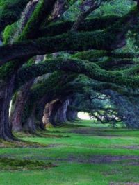 300 year old oak trees