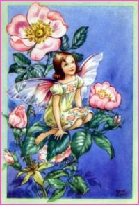 The Wild Rose Fairy (mini)
