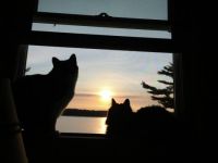Sunrise with the kitties