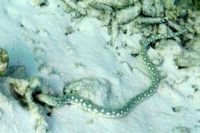 Sharptail eel, Guadeloupe
