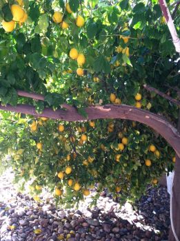 broken lemon tree branch