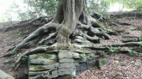 Rooted