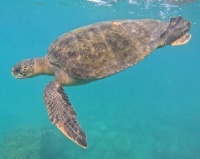 Galapagos Islands swimming turtle!