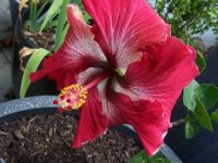 Giant Hibiscus flower on tiny tree in a pot