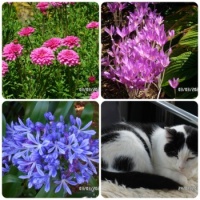 Snippets from the garden and Bella