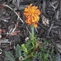 Marigolds trying to grow