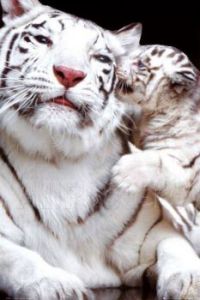 White Tiger and baby