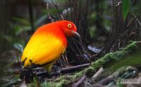 Flame Bowerbird at his bower by Markus Lilje