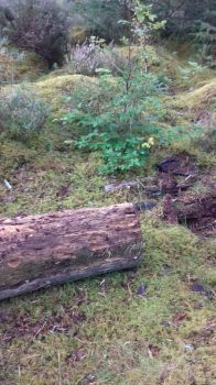 local woods near Inverness
