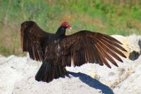 Turkey Vulture IMG_9749