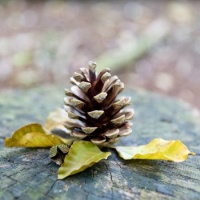 Pine Cone and Leaves