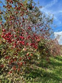Fall-in' at the Orchard