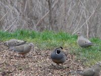 Mr. Quail