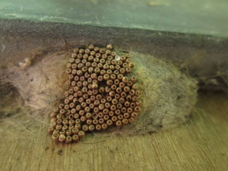 Solve and these are ??? Rusty Tussock Caterpillar/Moth EGGS! jigsaw ...